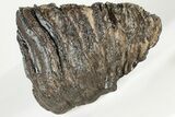 6.4" Fossil Woolly Mammoth Upper M2 Molar - North Sea Deposits - #200775-2